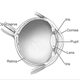 Illustration for article titled You Can See Your Own White Blood Cells Flowing Through Your Eye!